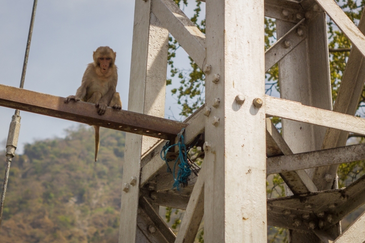 cunning monkey above the bridge